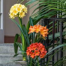 Mixed Clivia Flowers 