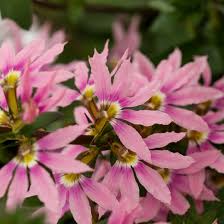 Pink Scaevola Flower Seeds