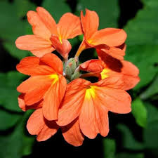 Orange Crossandra Flower Seeds