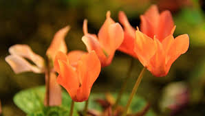 Orange Cyclamen Flower Seeds for Planting Heirloom Non-GMO High Germination Organic Garden Seeds Colorful Blooms -
