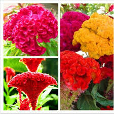Mixed Cockscomb Flower Seeds for Planting Heirloom Non-GMO High Germination Organic Garden Seeds Rare Blooms - Heirloom