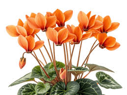 Orange Cyclamen Flower Seeds