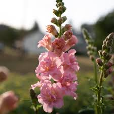 Pink Snapdragon Flower Seeds