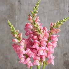 Pink Snapdragon Flower Seeds Heirloom - Heirloom Non GMO Premium Garden Seeds for Planting, High Germination Outdoor Pla
