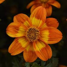 Orange Bidens Flower Seeds for Planting Heirloom Non-GMO High Germination Organic Garden Seeds Colorful Blooms -