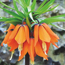 Orange Fritillaria Flower Seeds for - Heirloom Non GMO Premium Garden Seeds for Planting, High Germination Outdoor Plant