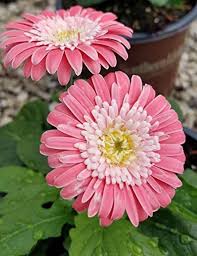 Pink Daisy Flower Seeds - Heirloom Non GMO High Germination Flower Seeds for Planting