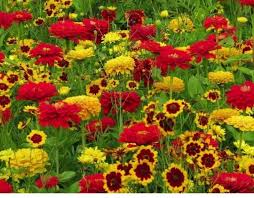 Mixed Coreopsis Flower Seeds for Planting Heirloom Non-GMO High Germination Organic Garden Seeds Easy Grow Blooms -