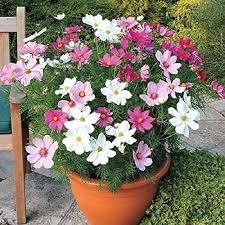 Mixed Cosmos Flower Seeds