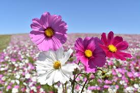 Mixed Cosmos Flower for Planting Heirloom Non-GMO High Germination Organic Garden Colorful Blooms Seeds - Heirloom Non