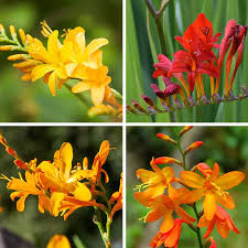 Mixed Crocosmia Flower Seeds