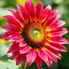 Pink Sunflower Seeds Heirloom Non - Heirloom Non GMO Premium Garden Seeds for Planting, High Germination Outdoor Plants