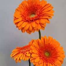 Orange Gerbera Flower Seeds – - Heirloom Non GMO Premium Garden Seeds for Planting, High Germination Outdoor Plants