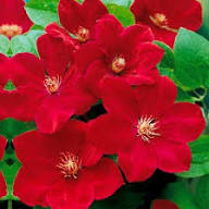 Red Climbing Clematis Flower Seeds Premium Floral Seeds for Decorative Landscape Gardens Seeds for Planting Heirloom Non-GMO High Germination Organic Garden Seeds