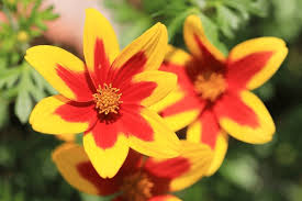 Orange Bidens Flower Seeds for Planting Heirloom Non-GMO High Germination Organic Garden Seeds Colorful Blooms -