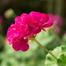 Red Pink Pelargonium Flower Seeds for Planting Heirloom Non-GMO High Germination Organic Garden