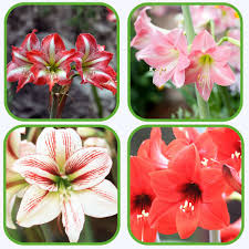 Mixed Amaryllis Flower Seeds Premium Floral Seeds for Decorative Home Landscapes Heirloom Non - Heirloom Non GMO Flower