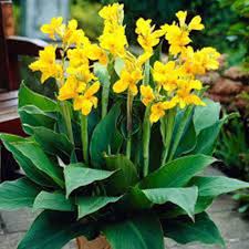 Yellow Canna Edulis Flower Flower Seeds - Heirloom Non GMO High Germination Organic Garden Planting Seeds