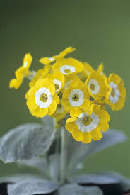 Yellow Primrose Flower Seeds