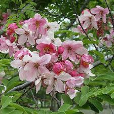 Pink Apple Blossom Flower Seeds