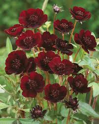 Marron Cosmos Flower Seeds 