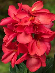Canna Flower Seeds - Heirloom, Non-GMO, High Germination Flower Seeds for Planting