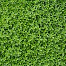 Green Creeping Thyme Flower Seeds
