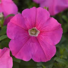 Pink Petunia Flower Seeds 