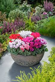 Mixed Cyclamen Flower Seeds - Heirloom Non GMO High Germination Flower Seeds for Planting