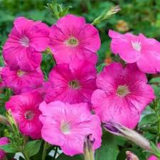 Pink Petunia Flower Seeds 