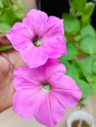 Pink Petunia Flower Seeds 