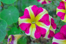 Pink Yellow Petunia Flower Seeds