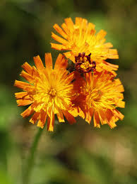 Orange Hieracium Aurantiacum Flower Seeds - Heirloom Non GMO Premium Garden Seeds for Planting, High Germination Outdoor