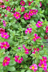 Pink Yellow Petunia Flower Seeds