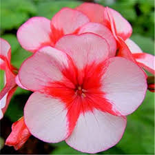 Pink Rare Pelargonium Peltatum Flower Seeds