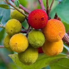 Mixed Colour Arbutus Rare Unique Fruit Seeds