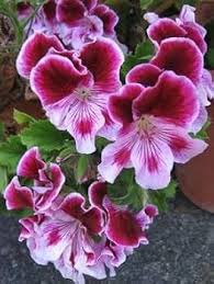 Red White Geranium Flower Fresh Planting Bicolor Geraniums Flower Seeds Home Garden Seeds for Planting Heirloom Non-GMO