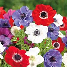 Mixed Anemone Flower Seeds for Planting Easy Grow Blossoms Heirloom Non-GMO High Germination Organic Garden Seeds Home G