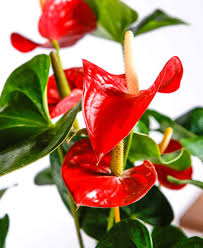 Red Anthurium Flower Seeds for Planting Easy Grow Blossoms Heirloom Non-GMO High Germination Organic Garden Seeds Indoor