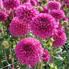 Pink Diphylleia Flower Seeds Pink Easy Grow Blossoms for Home Garden Decoration, Heirloom Non-GMO High Germination Seeds