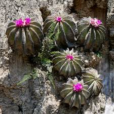 Pink Aztekium hintonii Flower Seeds