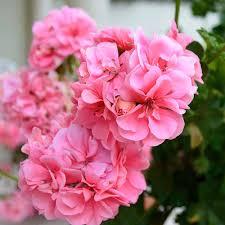Pink Geranium Flower Seeds 