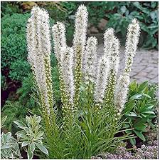 Liatris Flower Seeds