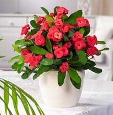 Red Crown Thorn Flower Seeds - Heirloom Non GMO High Germination Flower Seeds for Planting
