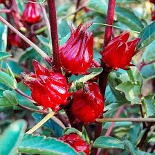 Red Hibiscus Sabdariffa Flower Seeds