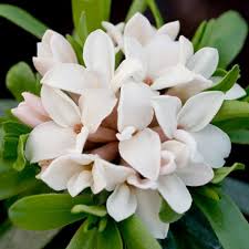 White Daphne Odora Flower Flower Seeds - Heirloom Non GMO High Germination Organic Garden Planting Seeds