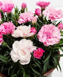 Pink Carnation Flower Seeds - Heirloom Non GMO Garden Seeds for Planting, High Germination Quality