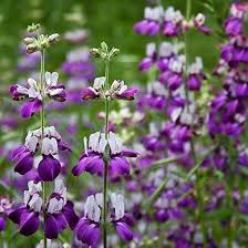 Collinsia Flower for Planting Heirloom Non-GMO High Germination Organic Garden for Colorful Landscapes Seeds - Heirloo