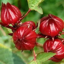Red Roselle Fruit Seeds Rare Blooming Plants for Balcony and Patio Gardening for Colorful Landscape | Heirloom...