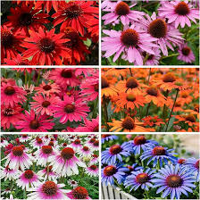 Coneflower Seeds - Heirloom Non GMO High Germination Flower Seeds for Planting